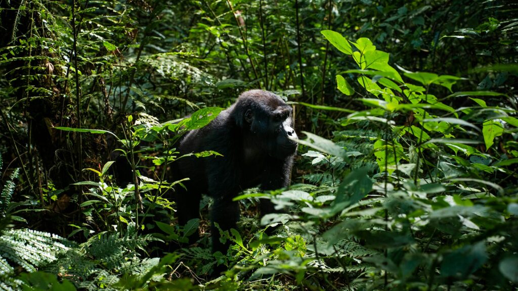 Mountain Gorilla in Uganda