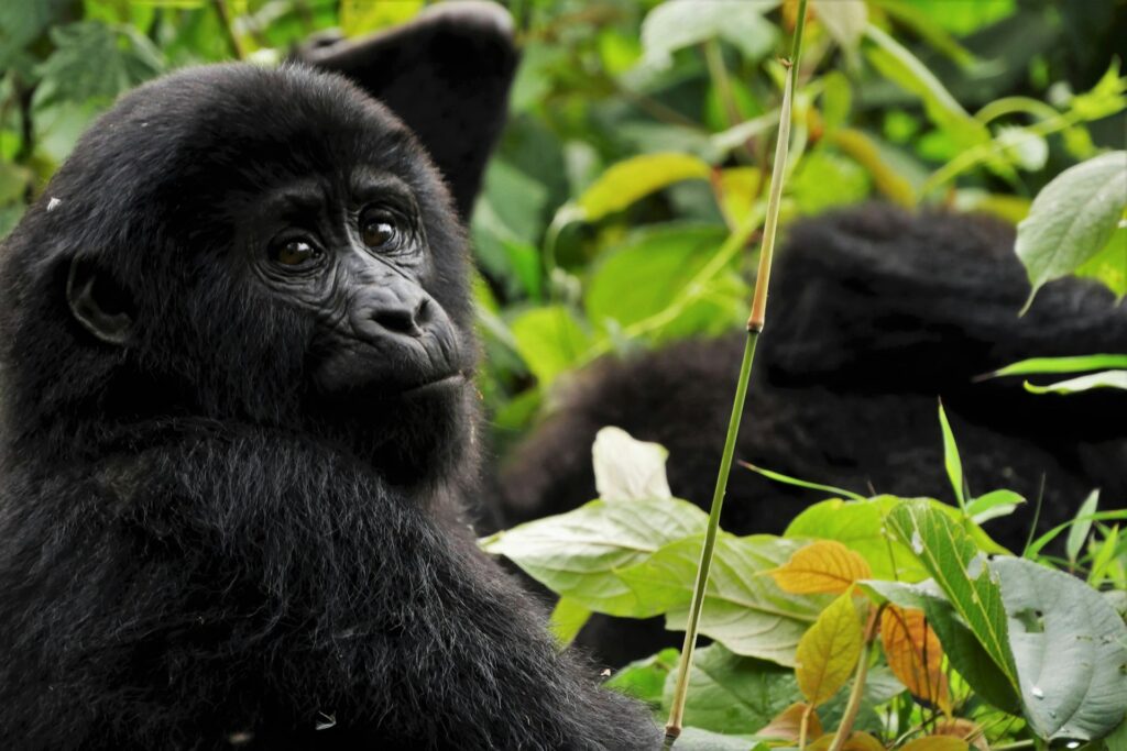 Mountain Gorilla in Uganda