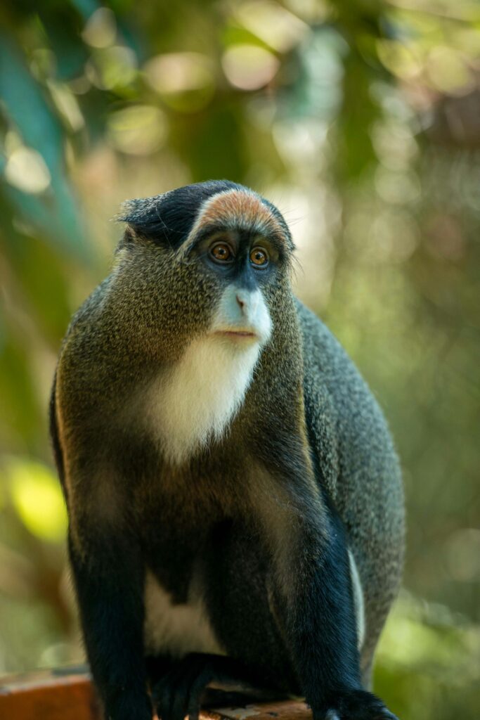Primate Tours in Uganda Primate Tours in Uganda