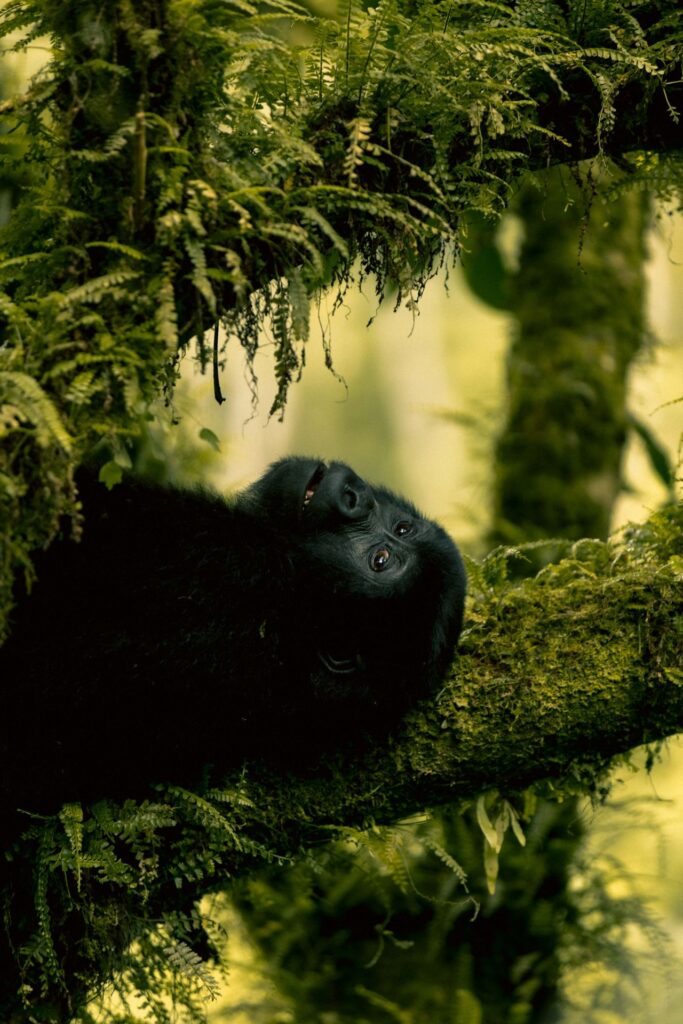 A Gorilla Seen on a Uganda Safari Uganda Safari
