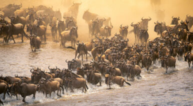 Wildebeest-Migration---Tanzania