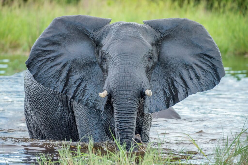 An Elephant in the Delta An Elephant in the Delta