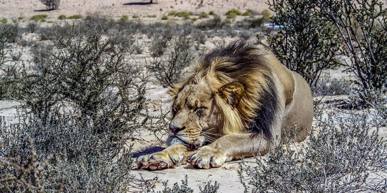 Black Mane Kalahari Lion