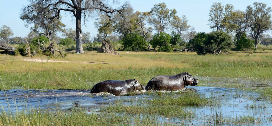 Why the Okavango Delta belongs on your Botswana safari list 1 Okavango Delta