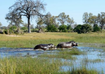 Okavango Delta