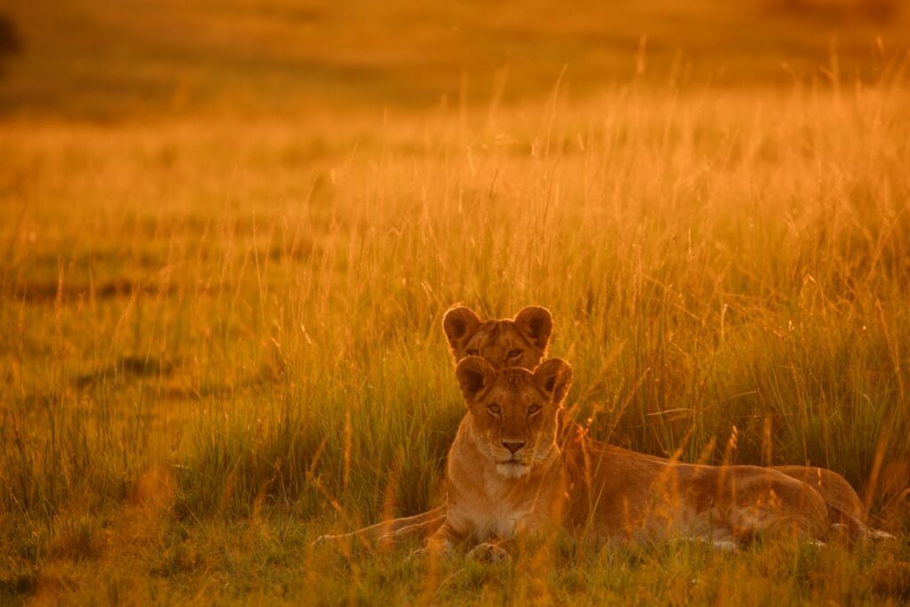 Lioness and Cub Lioness and Cub