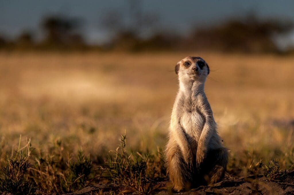 Meerkat in the Kalahari
