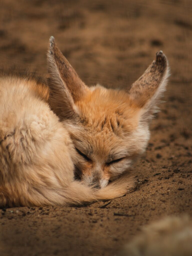 North African Fennec Fox