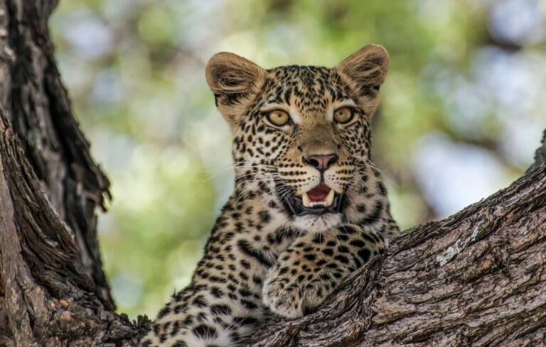 Okonjima Nature Reserve