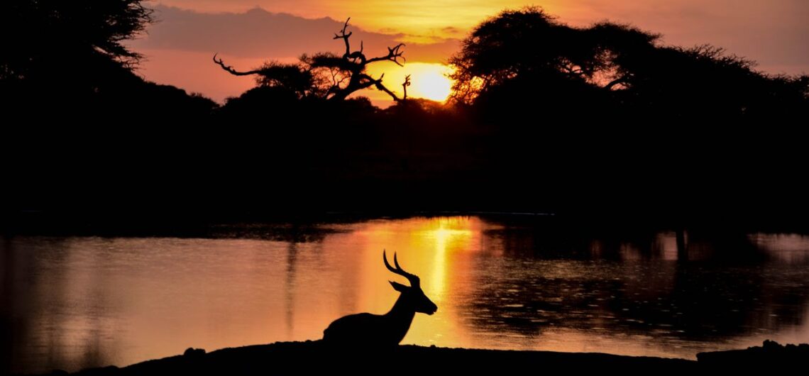 Why Visit Africa