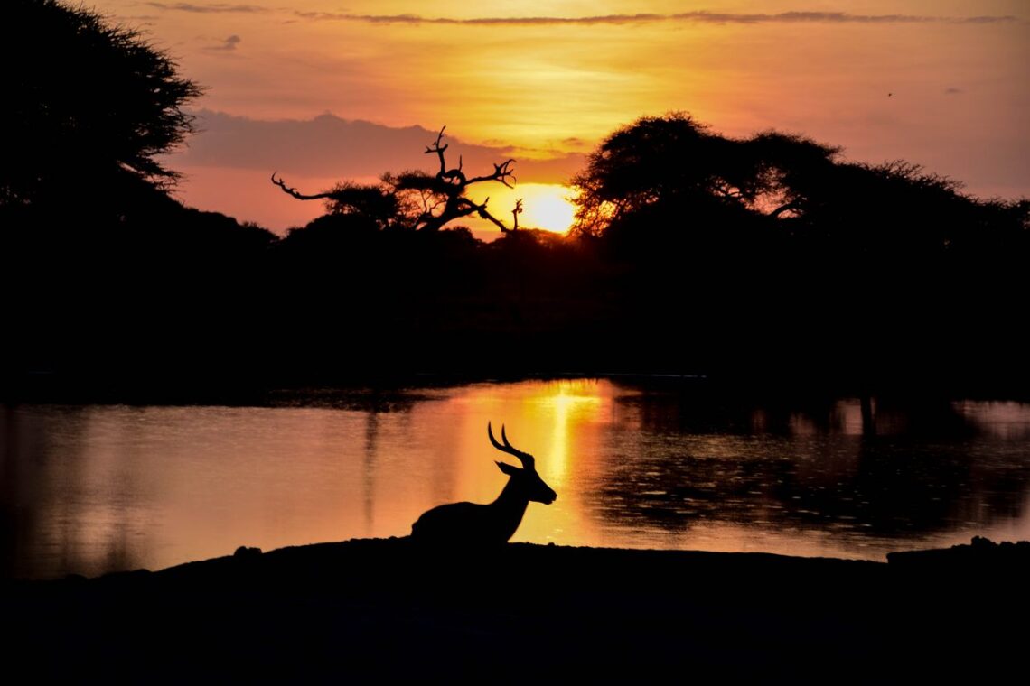 Why Visit Africa