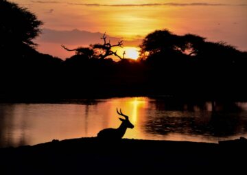 Why Visit Africa