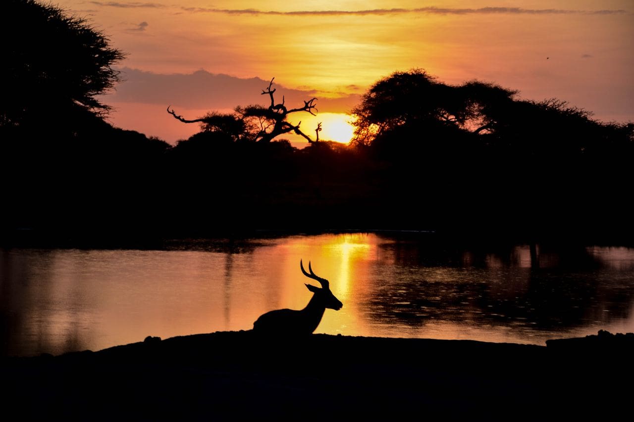 Why Visit Africa