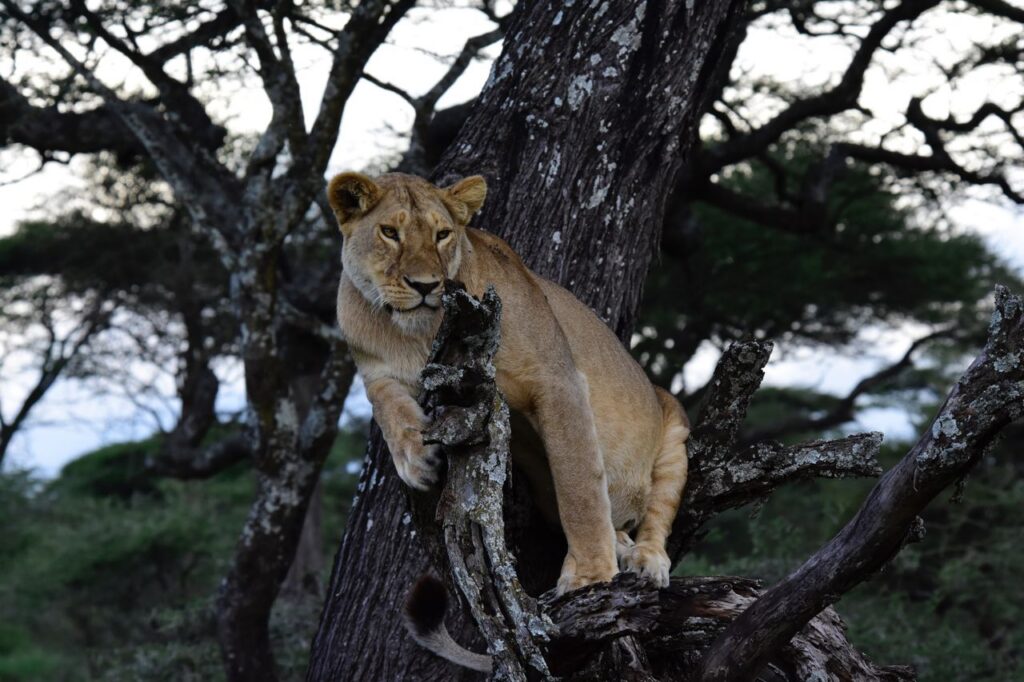 A Tree Lion in Tanzania