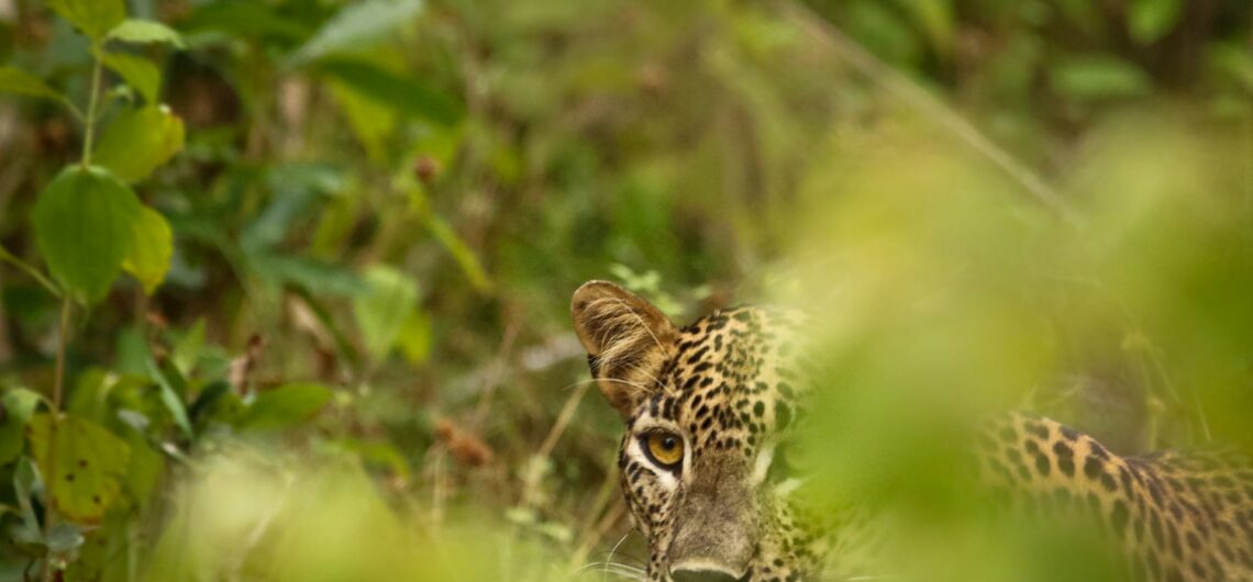 Best Big 5 Safari Destinations in Africa