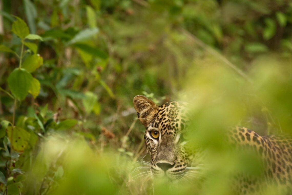 Best Big 5 Safari Destinations in Africa