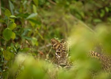 Best Big 5 Safari Destinations in Africa