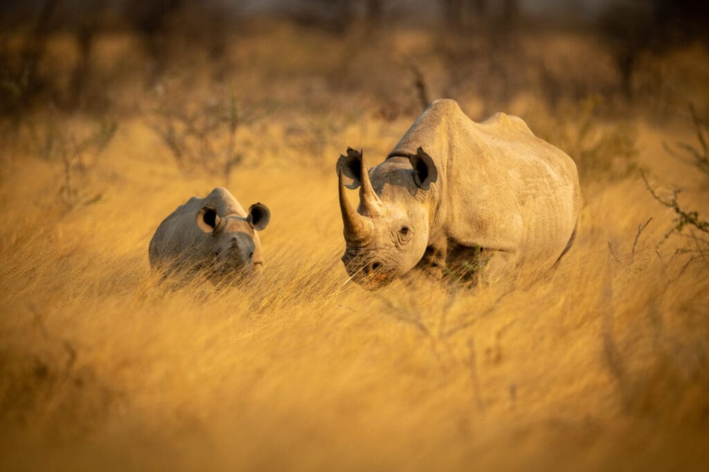 Desert Black Rhino Namibia