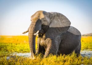 Bull elephant in water Chobe River in Botswana