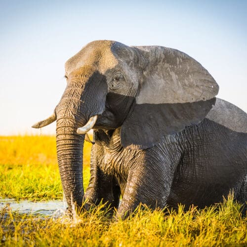Bull elephant in water Chobe River in Botswana
