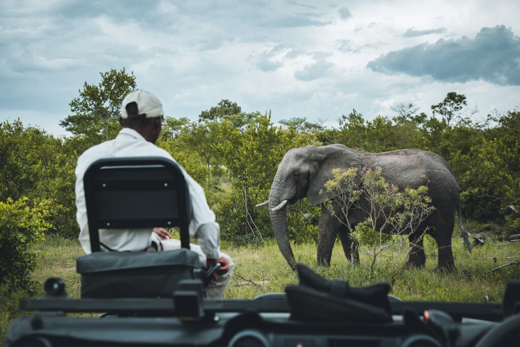 Elephant Spotted on Safari