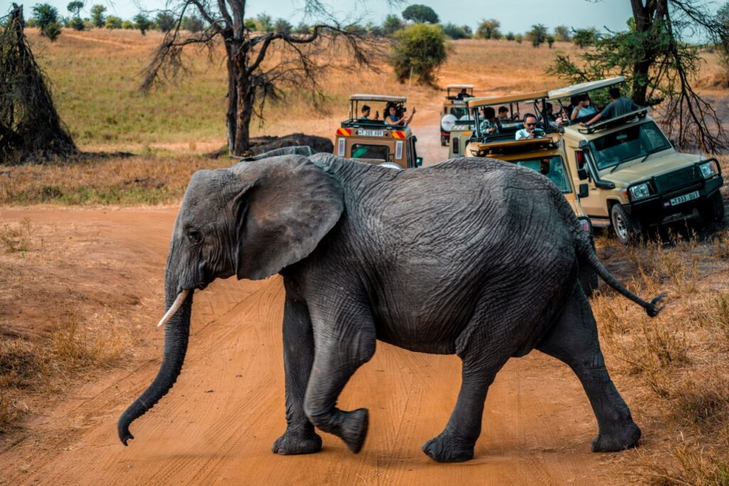 Game Drive in Tanzania