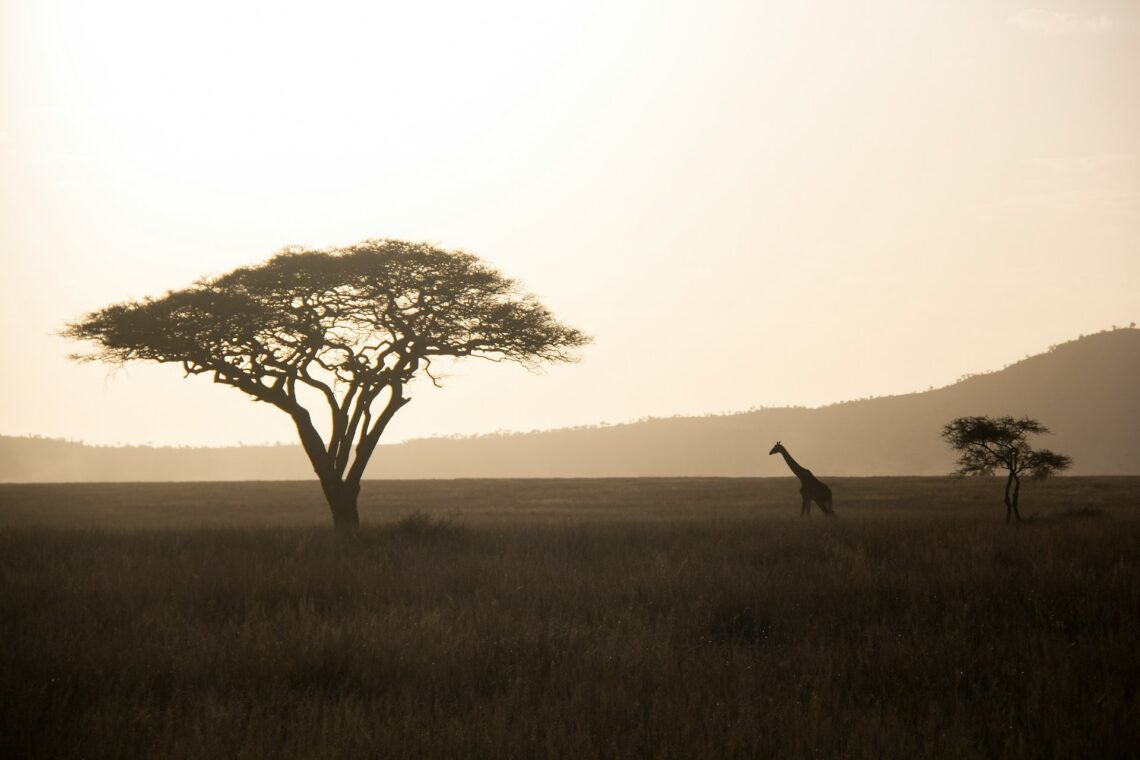 Umweltschonende Reisen in Afrika