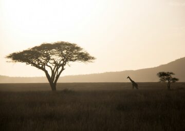 Low-Impact Tours in Africa