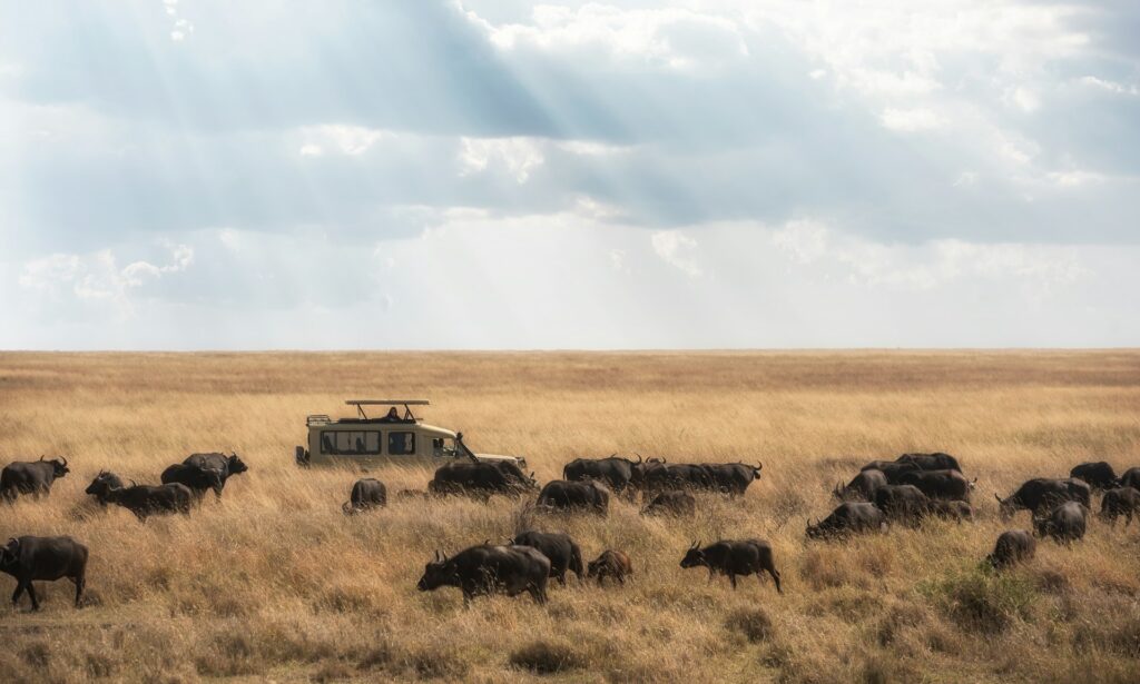 Plains of Tanzania