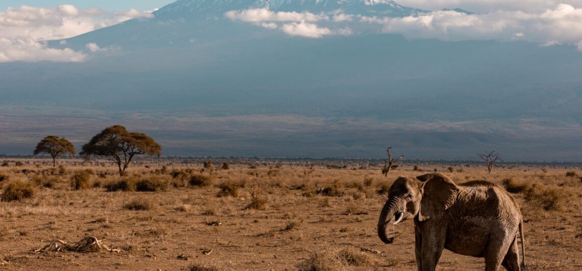 Tanzania Safari