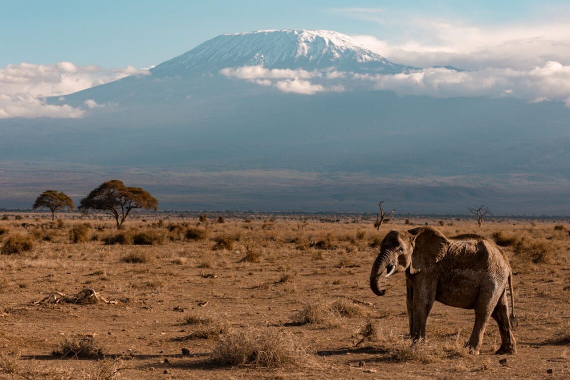 Tanzania Safari