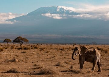 Tanzania Safari
