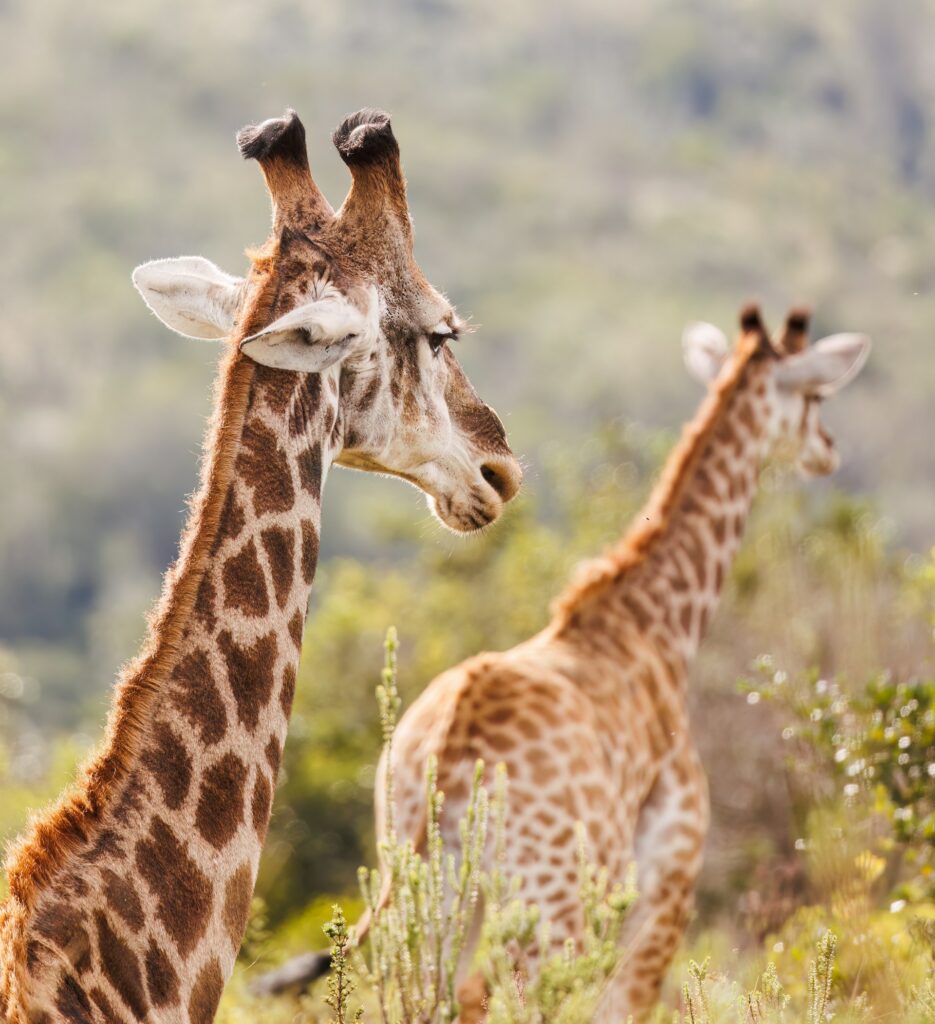 The Difference Between Peak and Off Peak Season in Africa