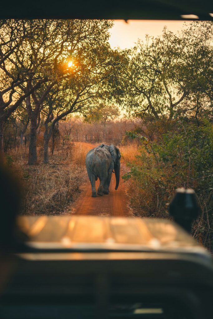 Travelling During Peak Season in Africa