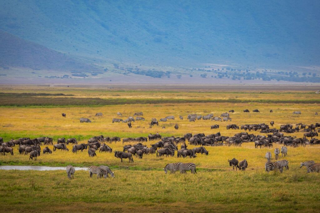 Wildlife in Ngorongoro Crater