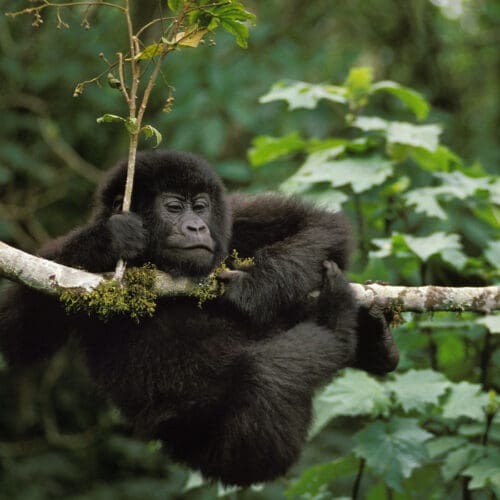 Baby Gorilla Swinging On Tree Branch in Bwindi Uganda