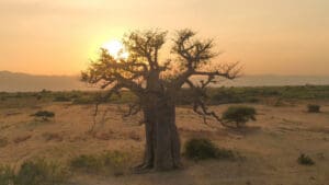 Baobab at Sunset Ruaha National Park Southern Tanzania
