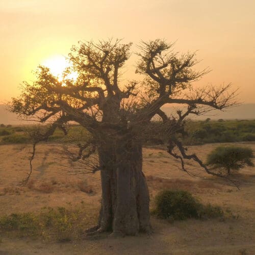 Baobab at Sunset Ruaha National Park Southern Tanzania