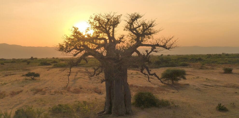 Baobab at Sunset Ruaha National Park Southern Tanzania