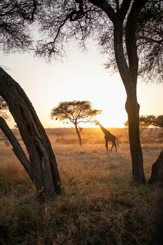 Best Places for Slow Safaris