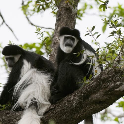 Black & White Colobus Monkey In Nyungwe Forest Rwanda