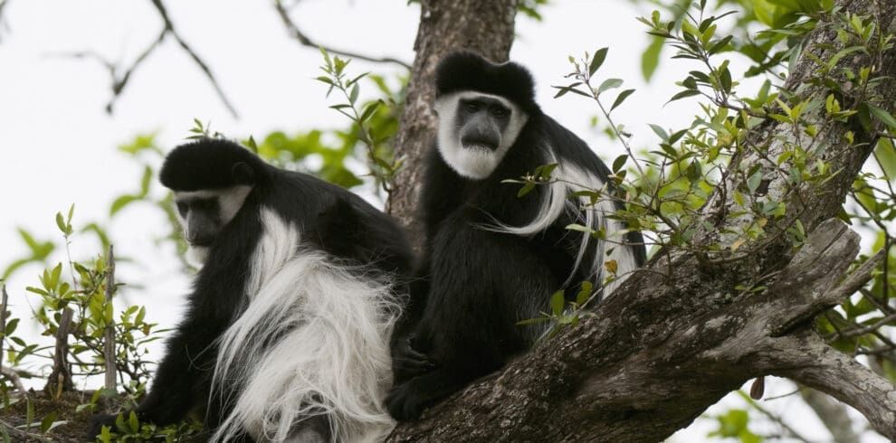 Black & White Colobus Monkey In Nyungwe Forest Rwanda
