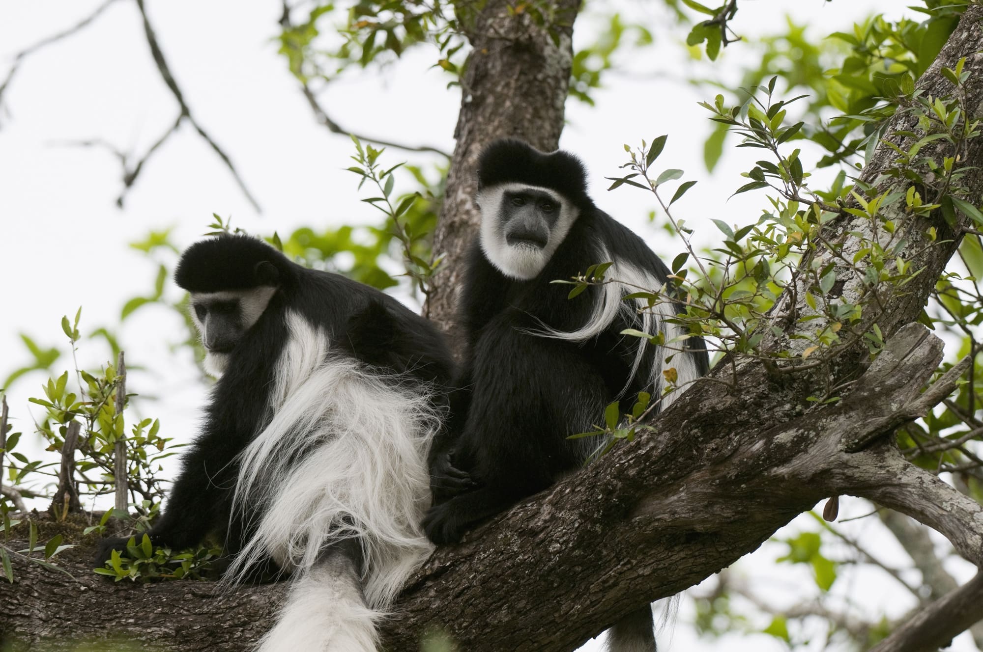 Black & White Colobus Monkey In Nyungwe Forest Rwanda