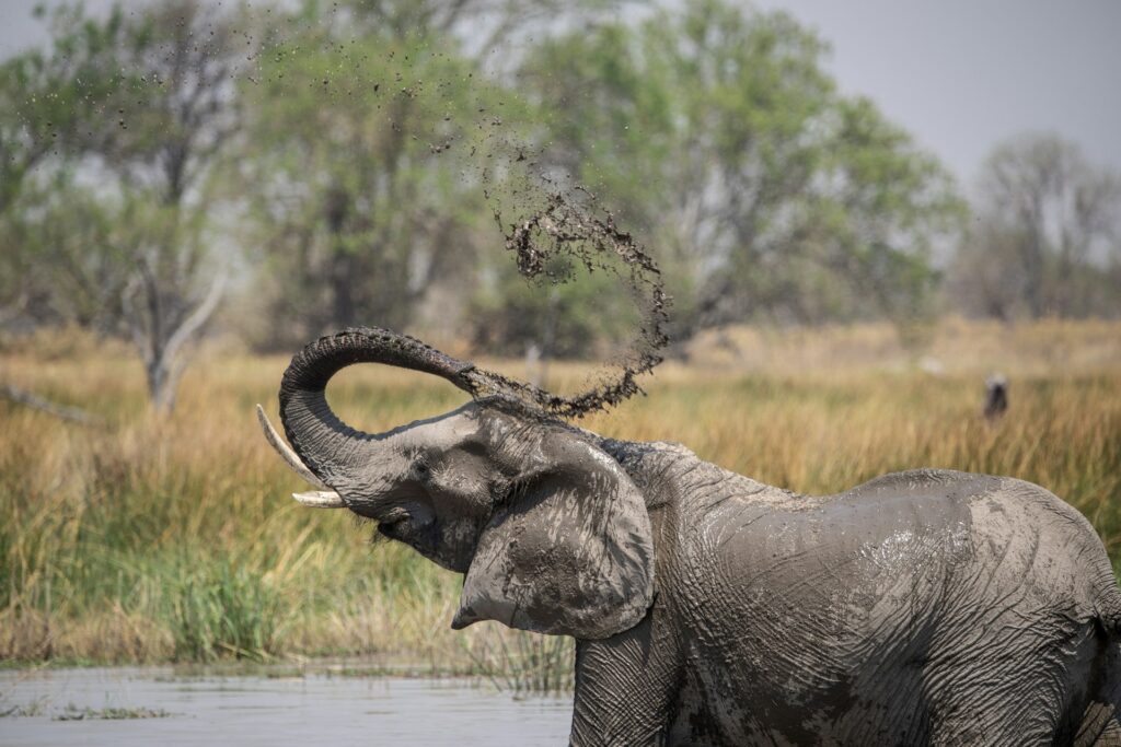 Botswana Wellness Safari