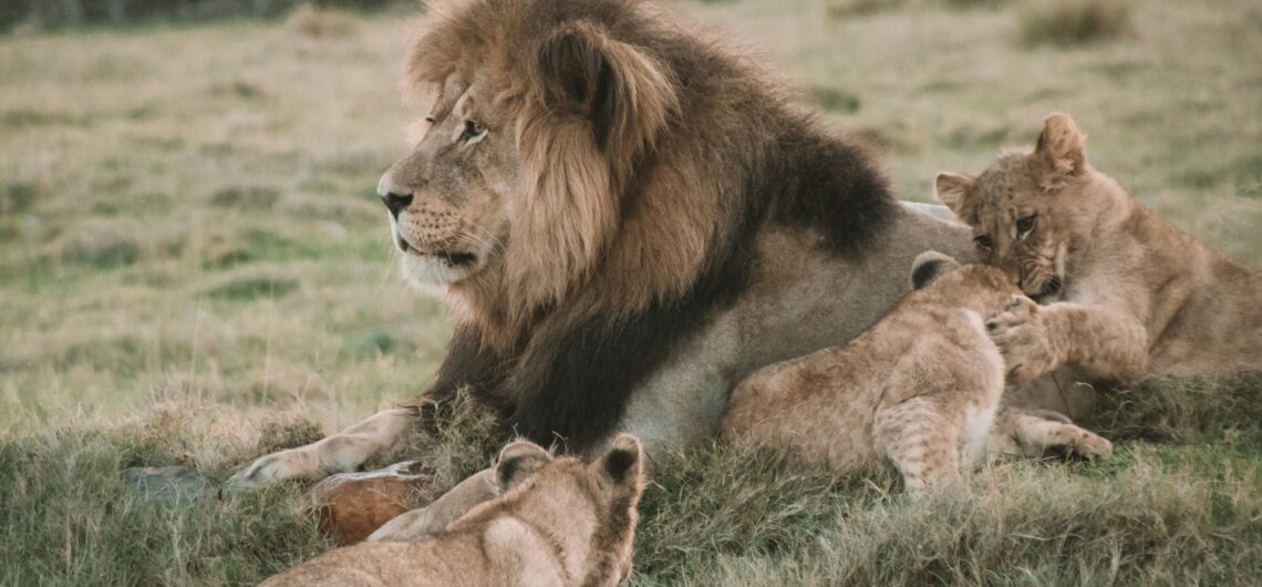 5 Conservation Safari Destinations That Protect Africa’s Wildlife 1 Conservation Safari