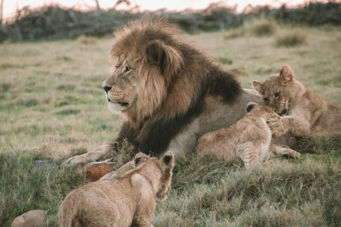 Conservation Safari