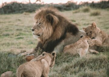 Conservation Safari