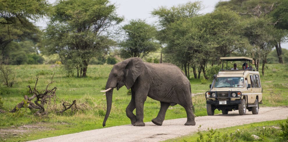 Elepahnt crossing the road infront of safari vehicle Tarangire Tanzania