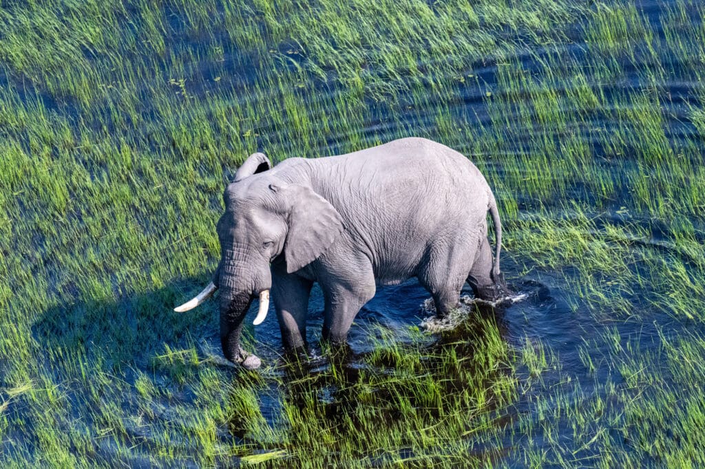 Aerial drone shot of an elephant feeding in the water Okavango Delta Botswana