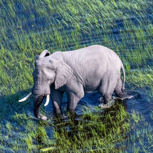 Aerial drone shot of an elephant feeding in the water Okavango Delta Botswana